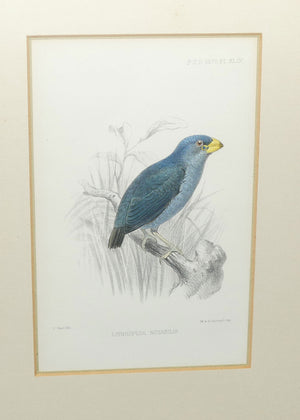 Antiquarian Print | Lobiospiza Notabilis | Red-headed Parrotfinch fledgling | by Joseph Smit