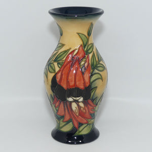 Moorcroft Sturt Desert Pea 226/7 vase | LE 75/500